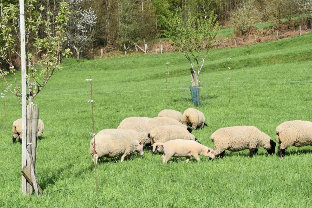Charmant Gite, Au Calme, Avec Vue Imprenable Sur La Nature Environnante Deycimont Exterior foto